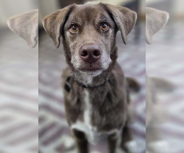 Medium Photo #1 Australian Shepherd-Chocolate Labrador retriever Mix Puppy For Sale in Cuba, NY, USA