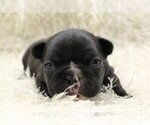 Small Photo #2 French Bulldog Puppy For Sale in OLD WESTBURY, NY, USA