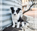 Small Photo #33 Border Collie Puppy For Sale in STRAFFORD, MO, USA
