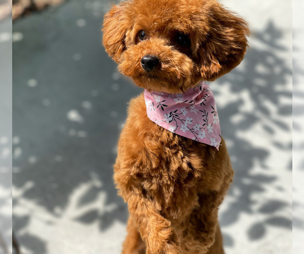 Medium Photo #1 Poodle (Toy) Puppy For Sale in FONTANA, CA, USA