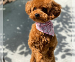 Small Photo #1 Poodle (Toy) Puppy For Sale in FONTANA, CA, USA