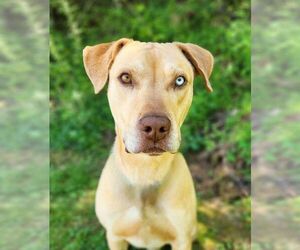 American Pit Bull Terrier-Labrador Retriever Mix Dogs for adoption in Franklin, North Carolina, NC, USA