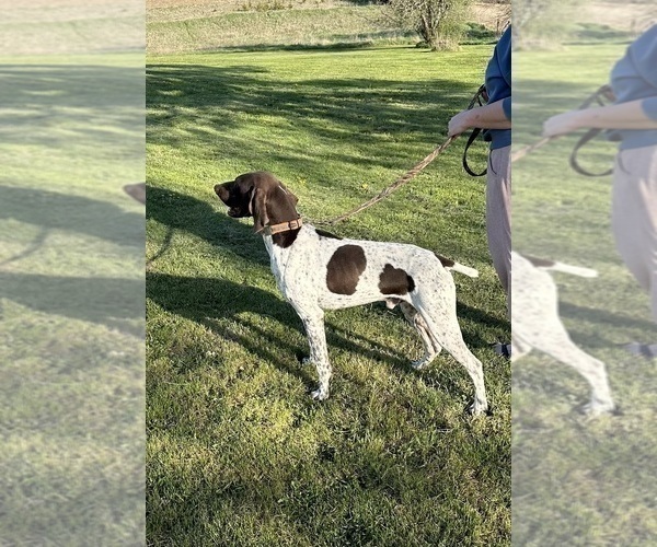 Medium Photo #1 German Shorthaired Pointer Puppy For Sale in MAPLETON, IA, USA