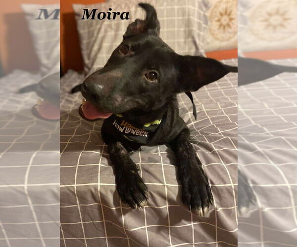 Medium Photo #1 Labrador Retriever Puppy For Sale in Palatine/Kildeer/Buffalo grove, IL, USA