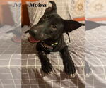 Small Labrador Retriever