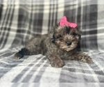 Small #2 YorkiePoo