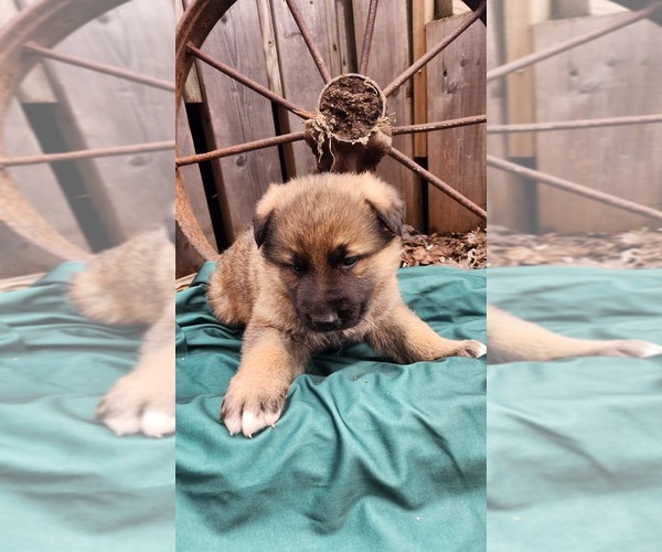 Medium Photo #3 German Shepherd Dog Puppy For Sale in GREENWOOD, WI, USA