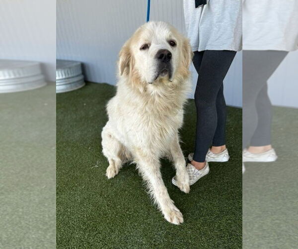 Medium Photo #4 Great Pyrenees Puppy For Sale in Spring, TX, USA