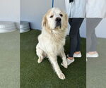 Small #3 Great Pyrenees