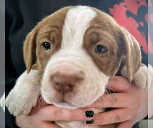 Mutt Dogs for adoption in Forest, VA, USA