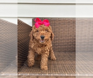 Goldendoodle (Miniature) Puppy for sale in ORLANDO, FL, USA