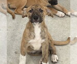 Small #1 Holland Shepherd Mix