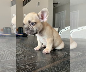 French Bulldog Puppy for sale in PALMDALE, CA, USA