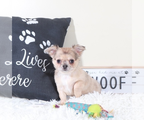 Medium Photo #1 Chihuahua Puppy For Sale in MOUNT VERNON, OH, USA