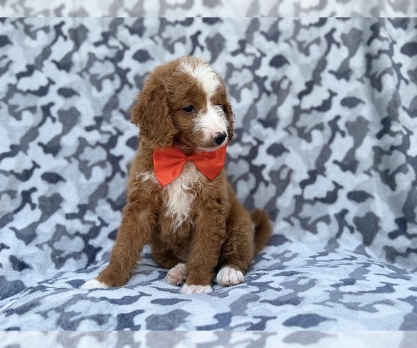 Medium Photo #3 Goldendoodle (Miniature) Puppy For Sale in LAKELAND, FL, USA
