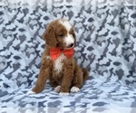 Lawton - Male Goldendoodle (Miniature) Puppy for Sale - Photo #3