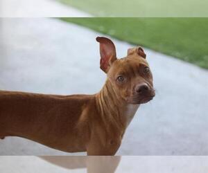 American Staffordshire Terrier-Unknown Mix Dogs for adoption in Grand Prairie, TX, USA