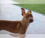 MILLER - Male American Staffordshire Terrier-Unknown Mix Dog for Adoption - Small photo
