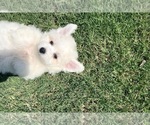 Small #6 Bichon Frise