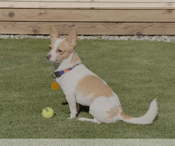 Medium Photo #6 Chihuahua Puppy For Sale in Bellevue, WA, USA