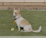Small #5 Chihuahua