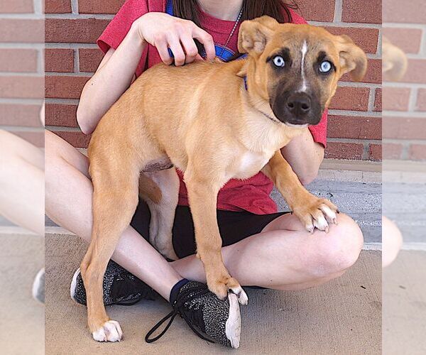 Medium Photo #2 Siberian Husky-Unknown Mix Puppy For Sale in Carrollton, TX, USA
