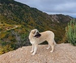 Small Photo #7 Anatolian Shepherd-Great Pyrenees Mix Puppy For Sale in AGOURA HILLS, CA, USA