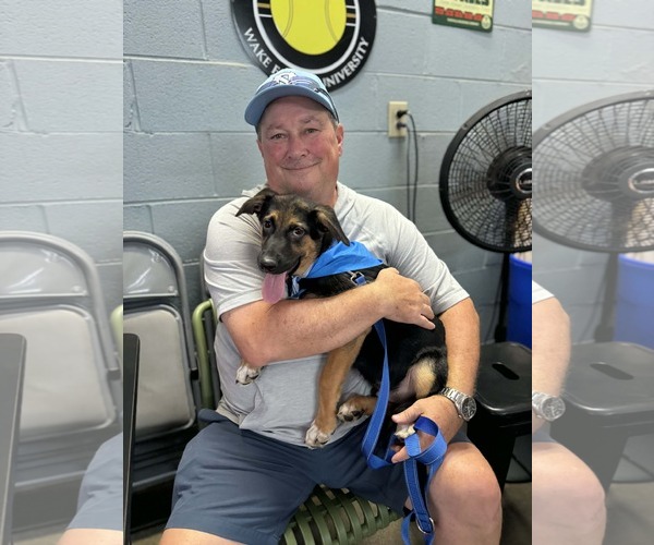 Medium Photo #9 German Shepherd Dog-Unknown Mix Puppy For Sale in Holly Springs, NC, USA