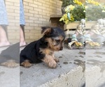 Puppy Simba Yorkshire Terrier