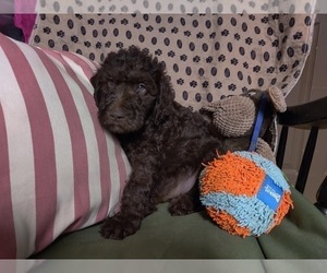 Australian Labradoodle Puppy for sale in W FIELD, NC, USA