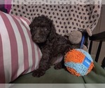 Small Photo #1 Australian Labradoodle Puppy For Sale in W FIELD, NC, USA
