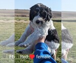 Small Photo #6 Bernedoodle Puppy For Sale in TABLE GROVE, IL, USA