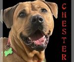 Small #13 Chinese Shar-Pei-Labrador Retriever Mix