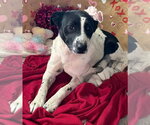Small #11 Border Collie Mix