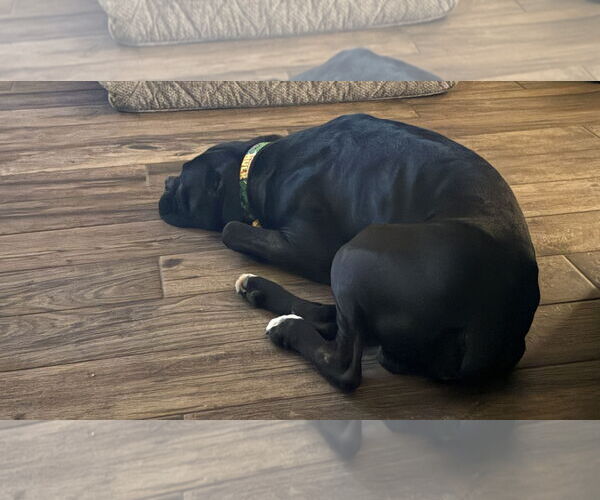 Medium Photo #4 Boxer Puppy For Sale in  Katy, TX, USA