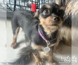 Mutt Dogs for adoption in Washington, DC, USA