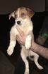 Small Photo #5 Australian Cattle Dog Puppy For Sale in STUARTS DRAFT, VA, USA