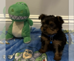 Small Photo #8 Yorkshire Terrier Puppy For Sale in HACIENDA HEIGHTS, CA, USA