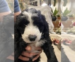 Small Photo #10 Aussiedoodle-Poodle (Standard) Mix Puppy For Sale in COMMERCE, MI, USA