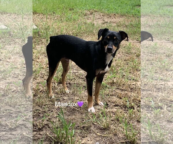 Medium Photo #6 Miniature Pinscher-Unknown Mix Puppy For Sale in Holly Springs, NC, USA