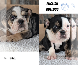 English Bulldog Puppy for Sale in GOSHEN, Indiana USA