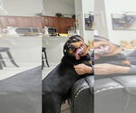 Small #2 Rottweiler