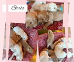 Small #16 Golden Retriever