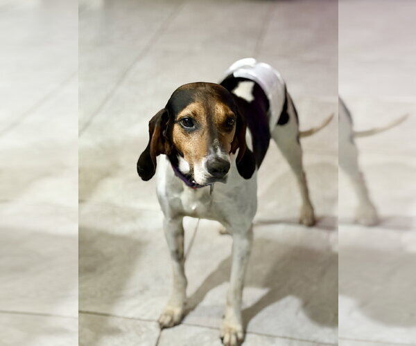Medium Photo #1 Coonhound Puppy For Sale in Tampa, FL, USA