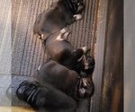 Small Photo #2 French Bulldog Puppy For Sale in HUDDLESTON, VA, USA