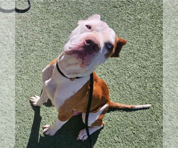 Medium Photo #3 Mutt Puppy For Sale in Lakewood, CO, USA