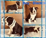 Puppy Boy black Boston Terrier