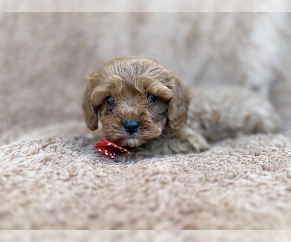 Medium Photo #10 Cavapoo (Miniature) Puppy For Sale in LAKELAND, FL, USA