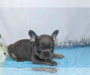 French Bulldog Puppy for sale in FREDERICKSBG, OH, USA