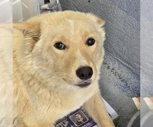Siberian Husky-Unknown Mix Dogs for adoption in San Diego, CA, USA